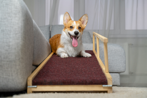 image for Creating a comfortable home for your mobility compromised dog
